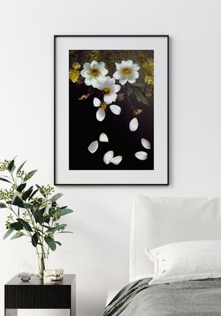 Falling Dahlias - Fine Art Print