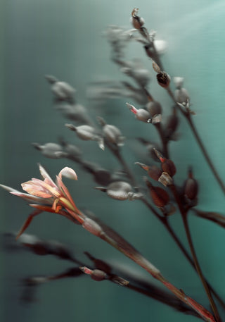 Floating Buds - Fine Art Print