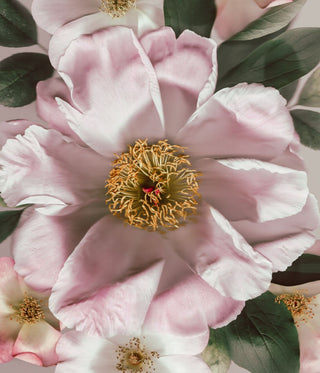 Botanical photographic art print from Kenzy’s Signature Collection, inspired by flowers from her father’s New Zealand garden.