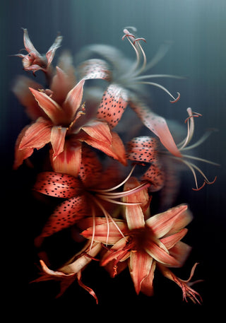 Tigers in Bloom - Fine Art Print