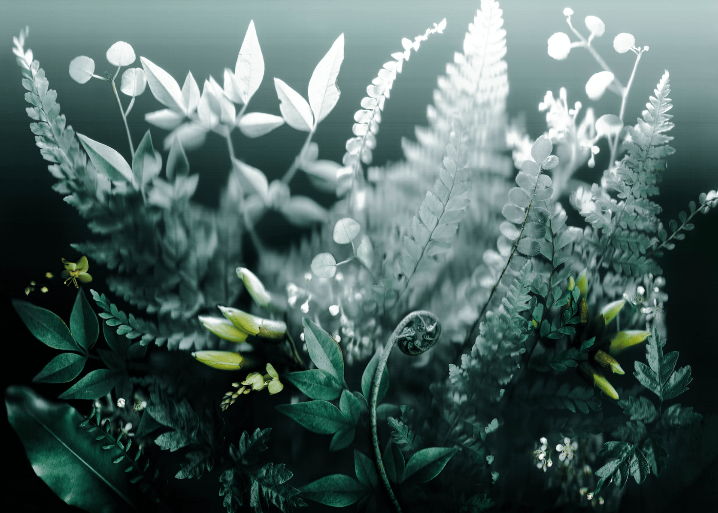 New Frosted Flora Fine Art Print