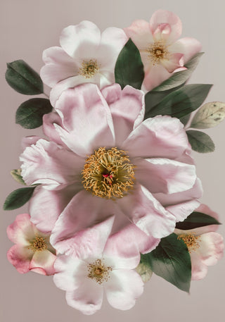 Blooming Beauty - Fine Art Print