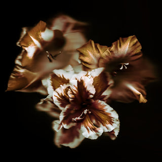 Bronze Petals 02 - Fine Print Co Exclusive