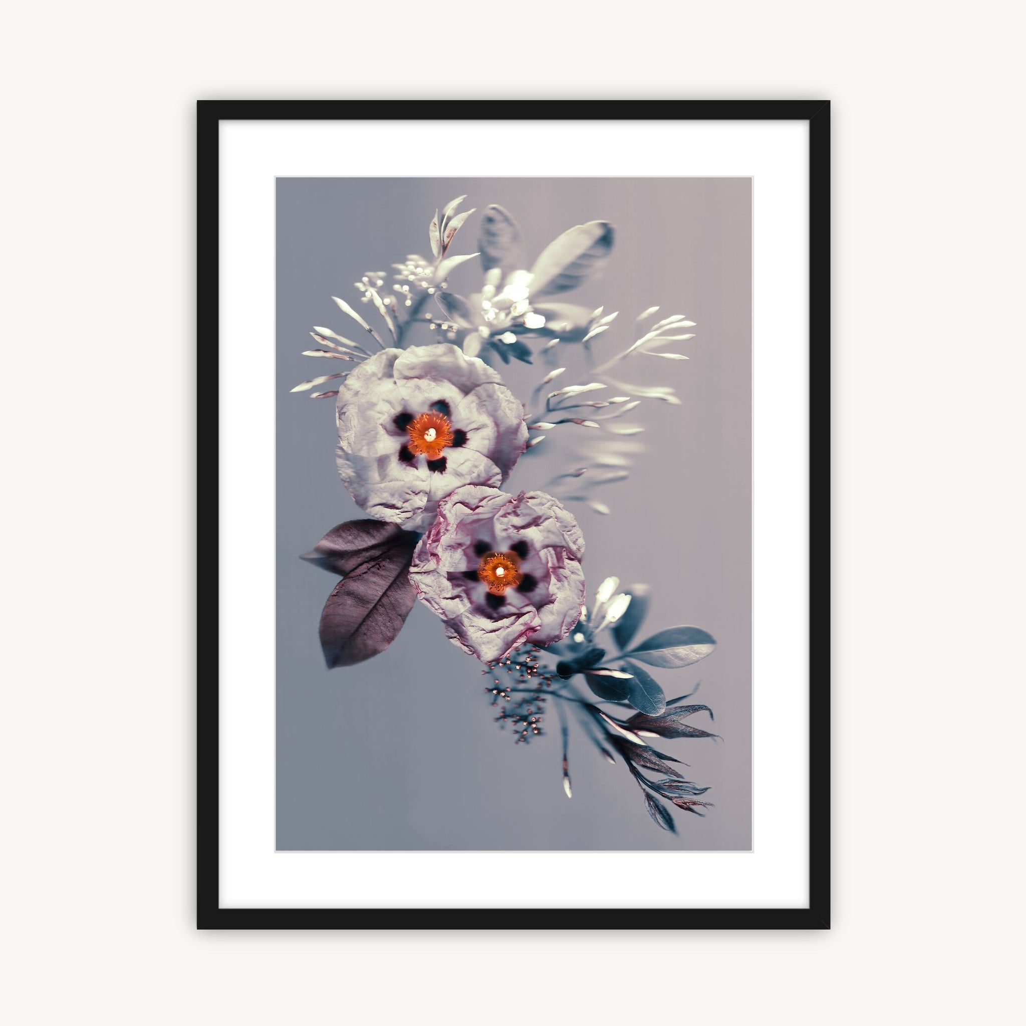 Cistus Burst - Fine Art Print
