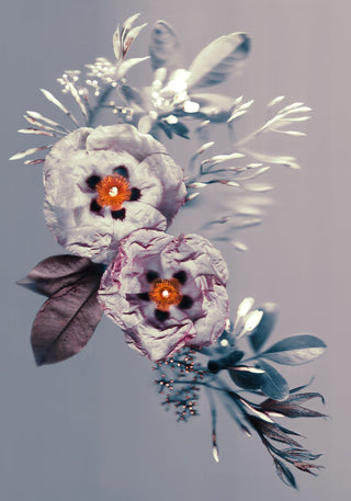 Cistus Burst - Fine Art Print