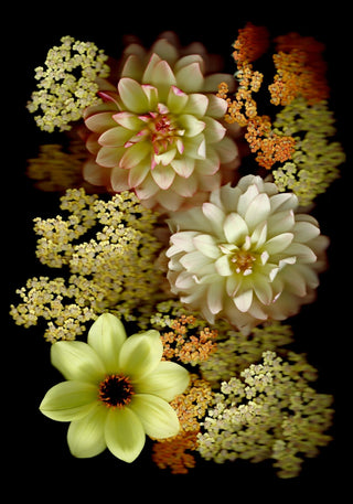 Dahlia & Achillea - Fine Art Print