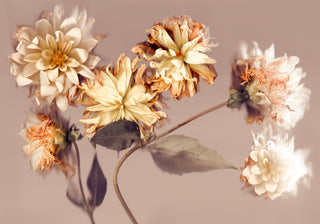Fading Splendour - Fine Art Print