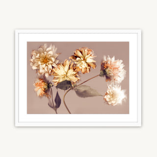 Fading Splendour - Fine Art Print