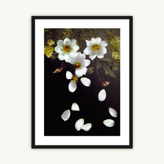 Falling Dahlias - Fine Art Print