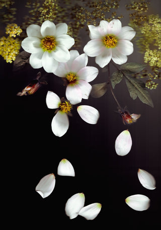 Falling Dahlias - Fine Art Print