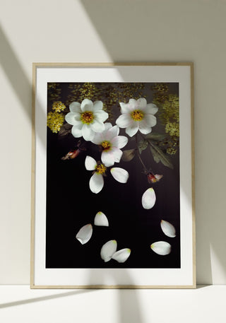 Falling Dahlias - Fine Art Print