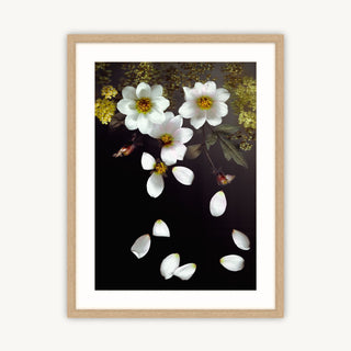 Falling Dahlias - Fine Art Print