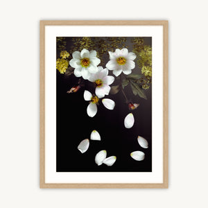 Falling Dahlias - Fine Art Print
