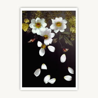 Falling Dahlias - Fine Art Print