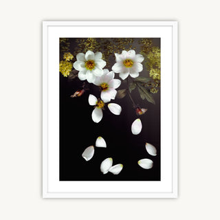 Falling Dahlias - Fine Art Print