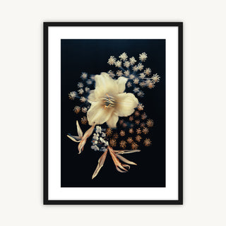 Floral Stars - Fine Art Print