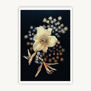 Floral Stars - Fine Art Print