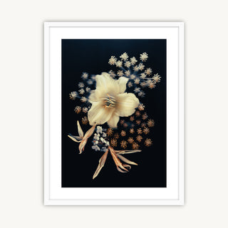 Floral Stars - Fine Art Print