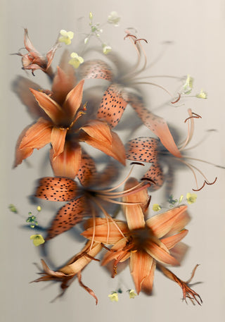 Luscious Lillies - Fine Art Print
