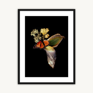 Monarch & Hosta - Fine Art Print