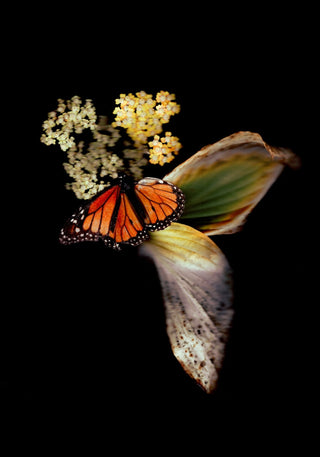 Monarch & Hosta - Fine Art Print