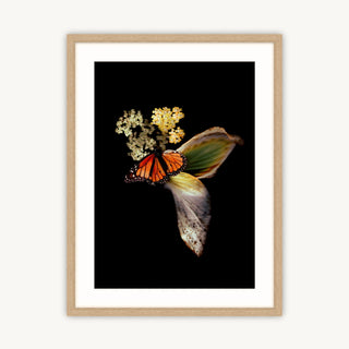 Monarch & Hosta - Fine Art Print