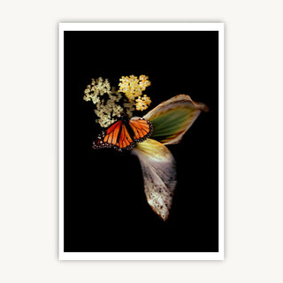 Monarch & Hosta - Fine Art Print