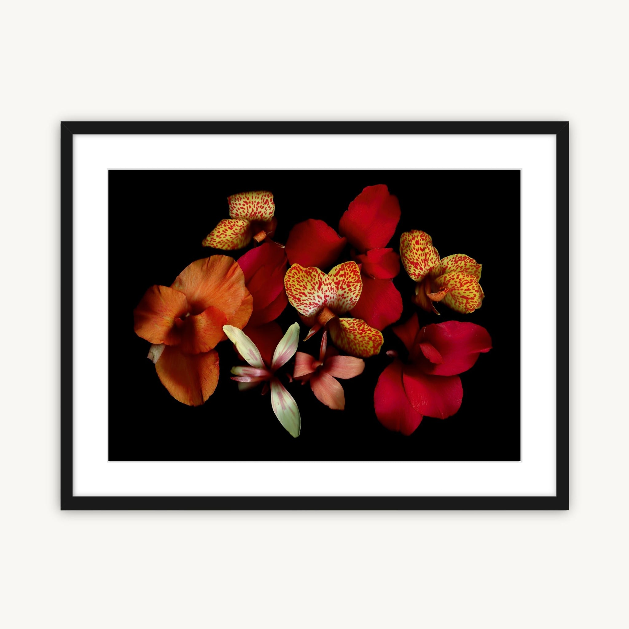 Opulent Cannas - Fine Art Print
