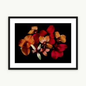 Opulent Cannas - Fine Art Print