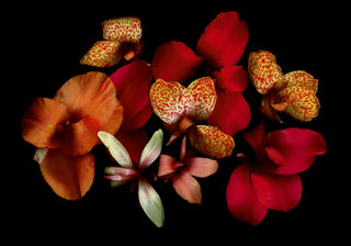 Opulent Cannas - Fine Art Print