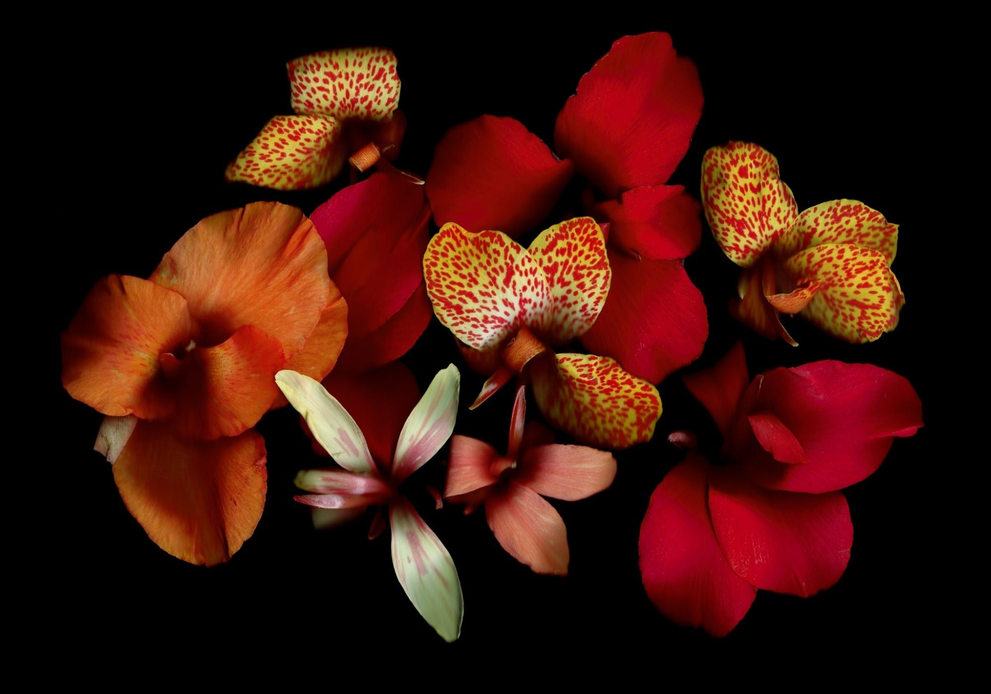 Opulent Cannas - Fine Art Print
