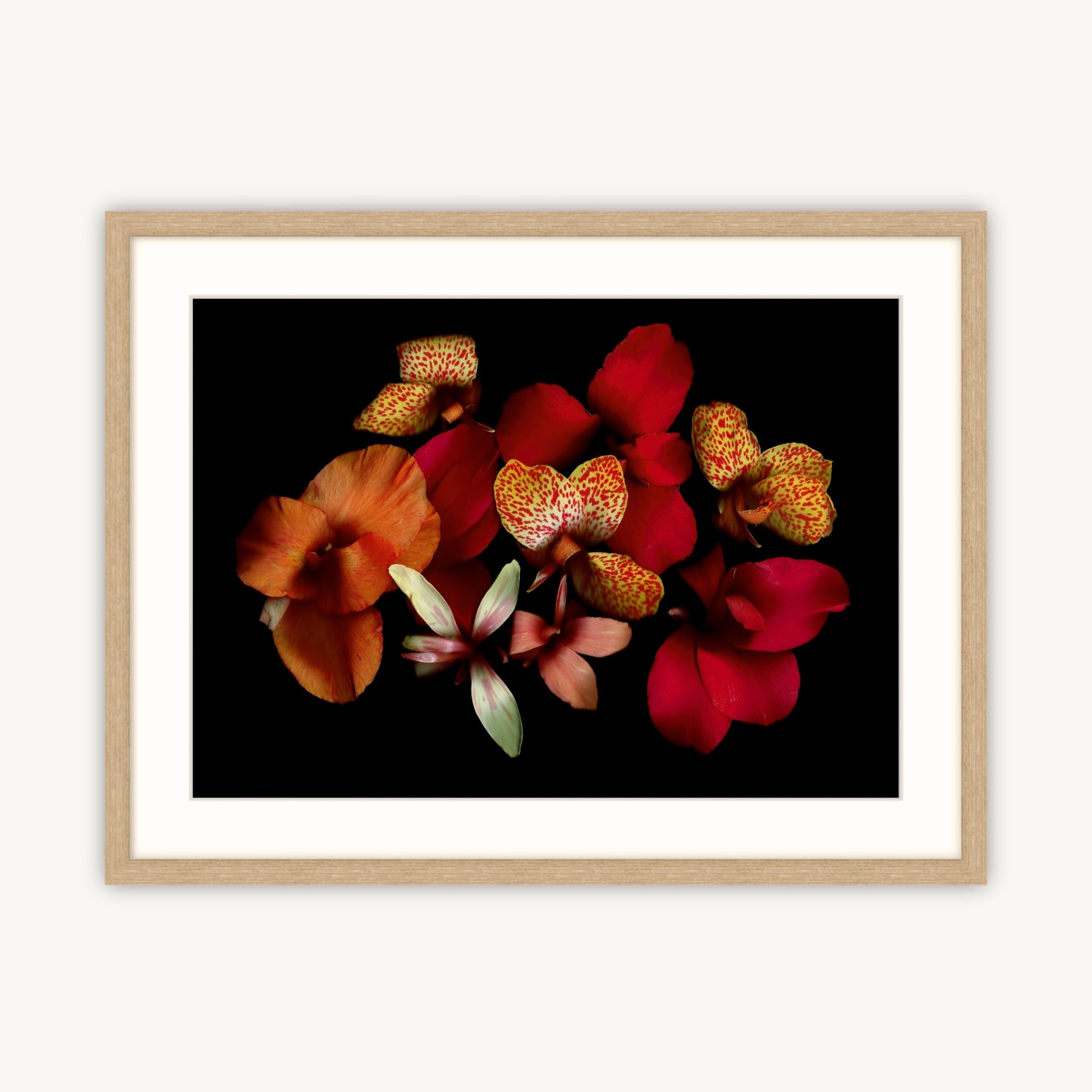 Opulent Cannas - Fine Art Print