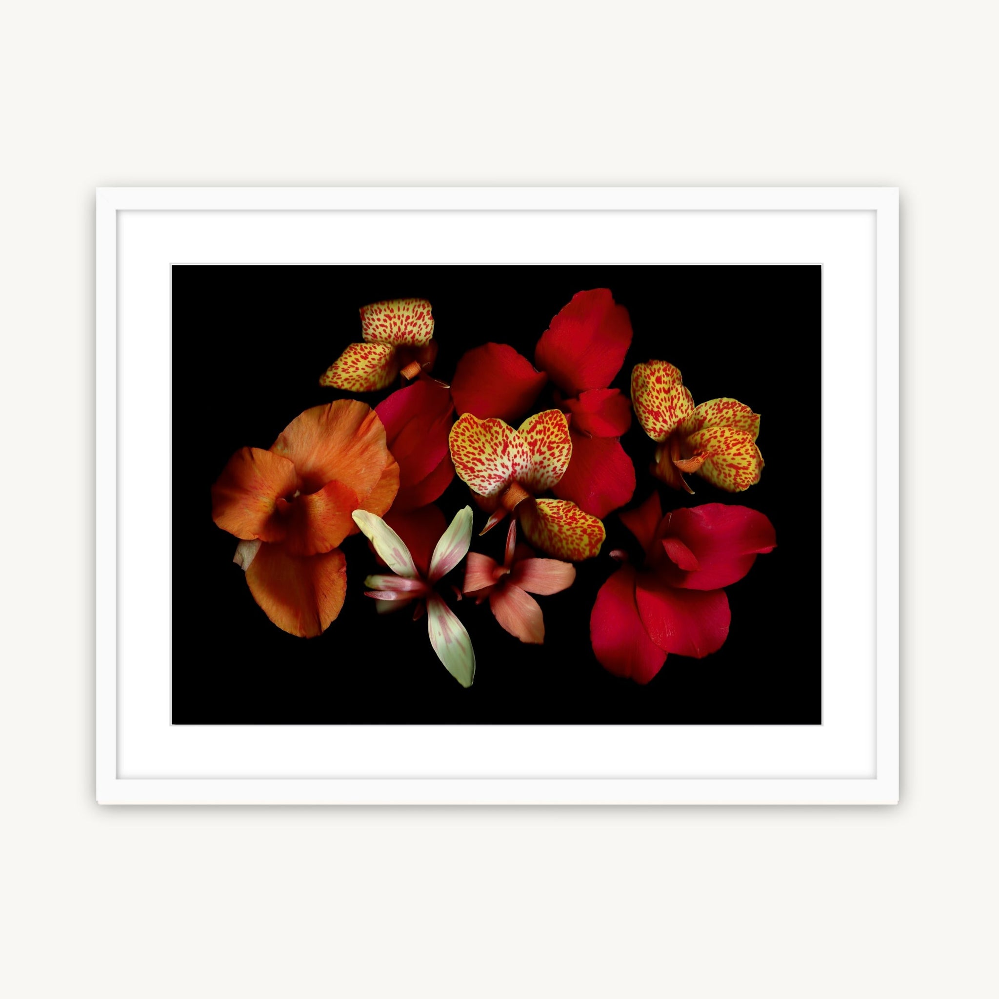 Opulent Cannas - Fine Art Print