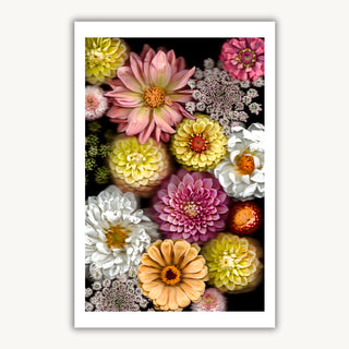 Vivid Radiance 02 - Fine Print Co Exclusive