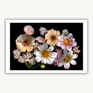 Vivid Radiance 03 - Fine Print Co Exclusive