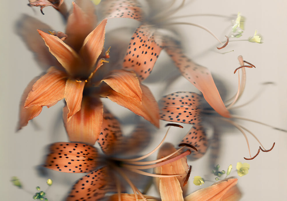Luscious Lilies Fine Art Print